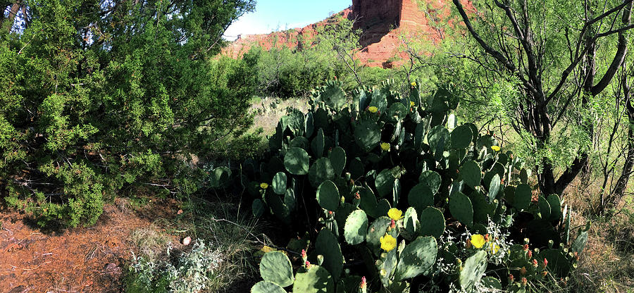 Prickly Pears - Caprock Canyons State Park, Texas Photograph by Richard Porter
