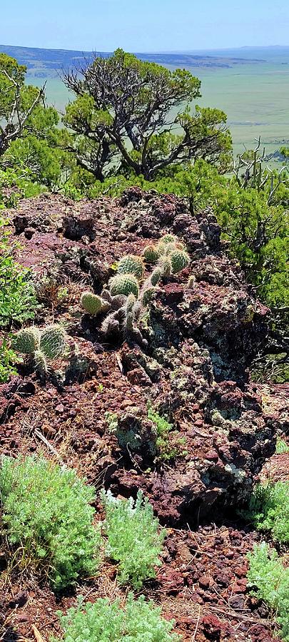Prickly Pears on Capulin Volcano  Photograph by Ally White