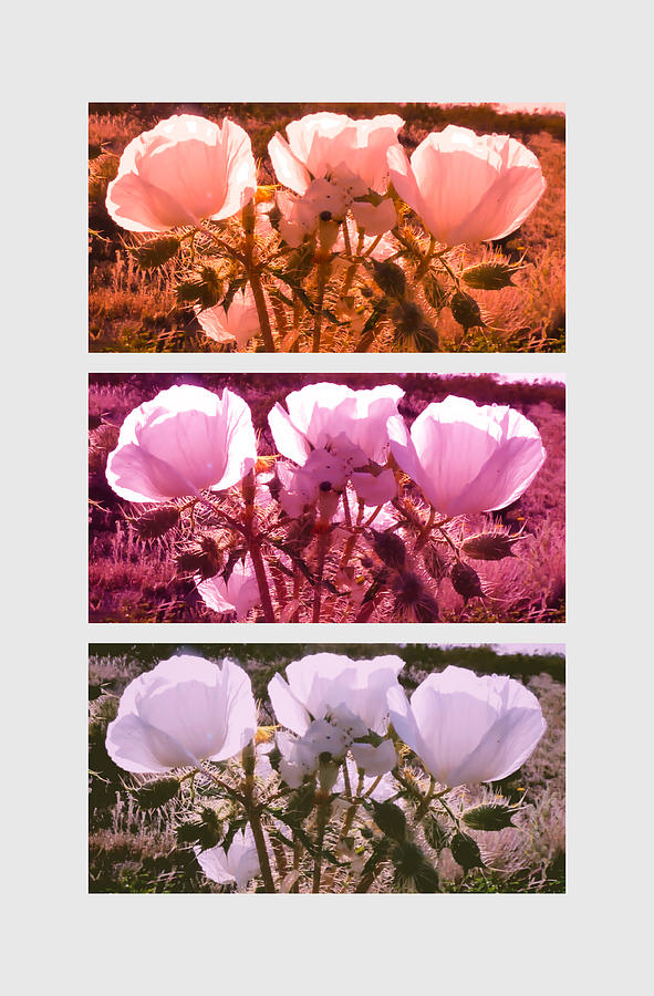 Prickly Poppies Triptych Photograph by Judy Kennedy