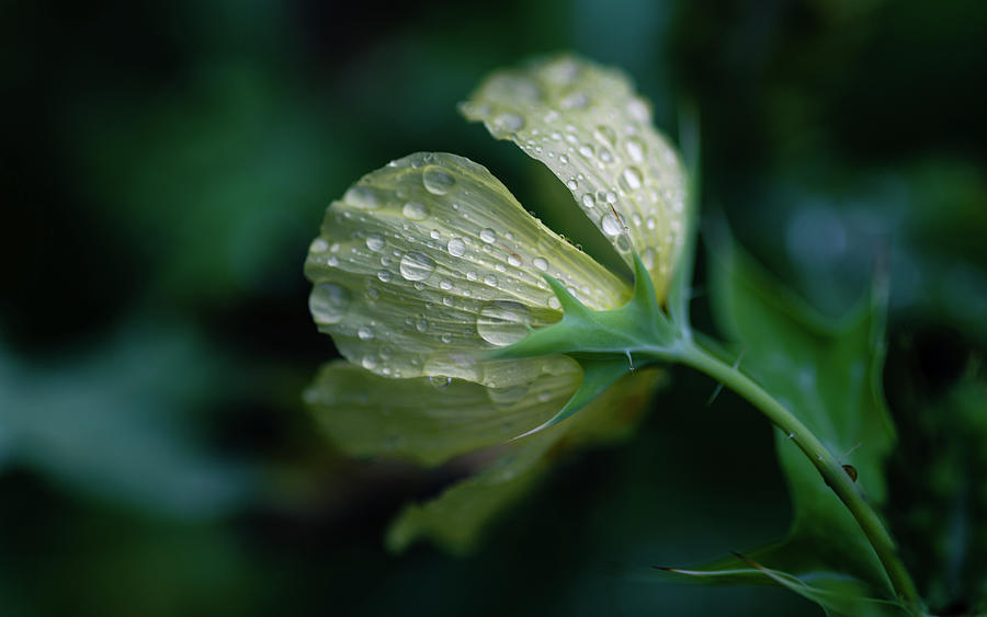 Prickly Poppy Flower Photograph