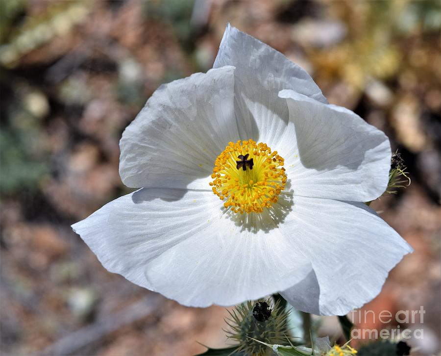 Prickly Poppy Perfection Photograph by Janet Marie