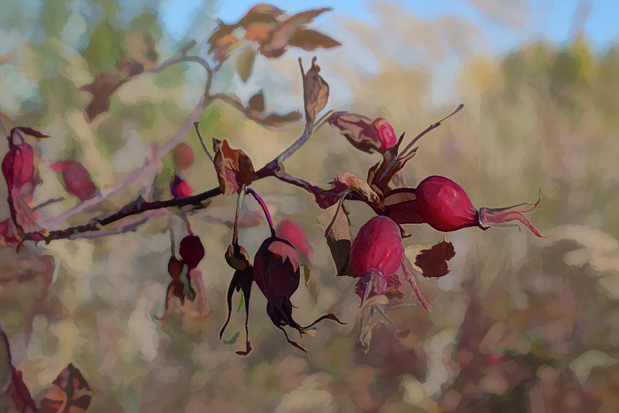 Prickly Rose Hips Photograph by Cathy Mahnke