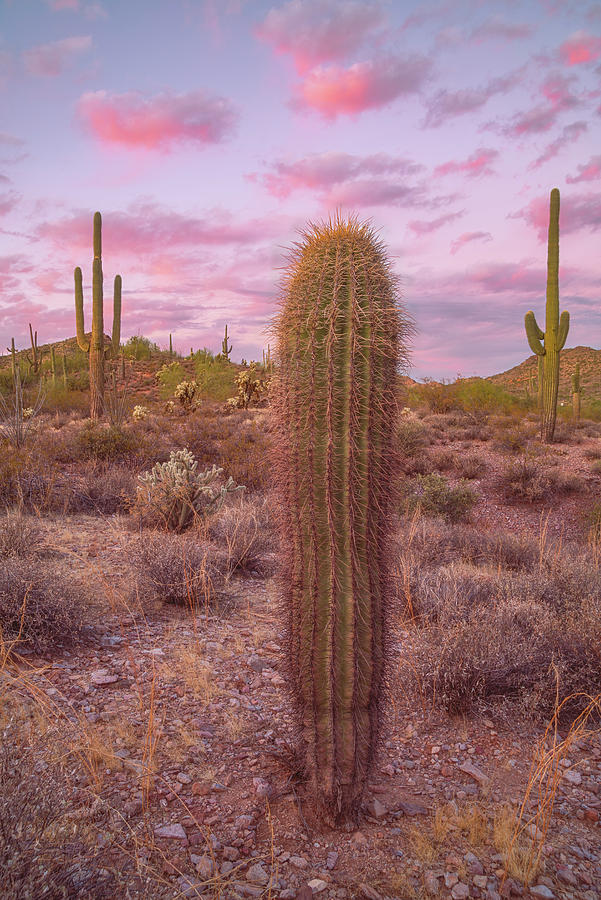 Az Photograph - Prickly Sunset by Darren White