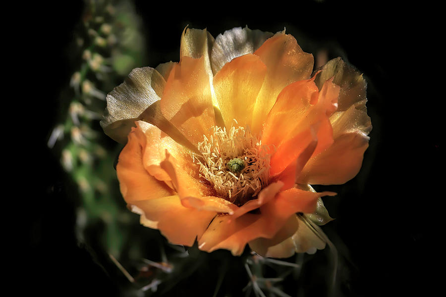 Flower Photograph - Prickly Things Blooming by Donna Kennedy