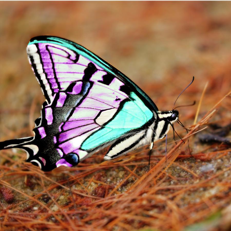 Butterfly Photograph - Pride Butterfly by Matthew Adelman Butterfly Photograph - Pride Butterfly by Matthew Adelman