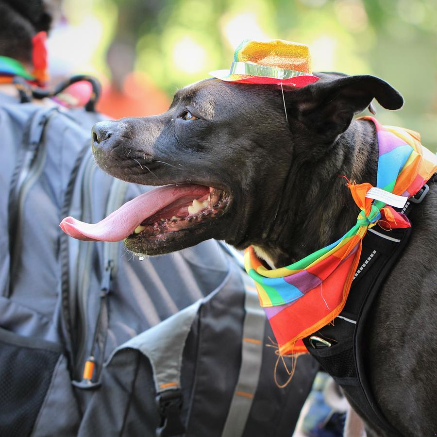 Pride Dog Photograph by Joseph Skompski