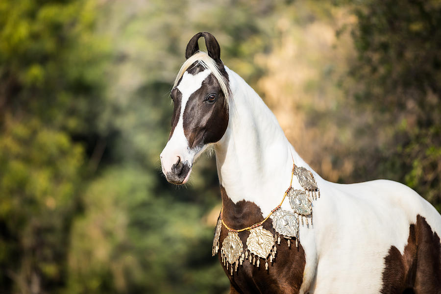 Marwari Photograph - Pride of India II by Picstoriesbymmk Photography Marwari Photograph - Pride of India II by Picstoriesbymmk Photography