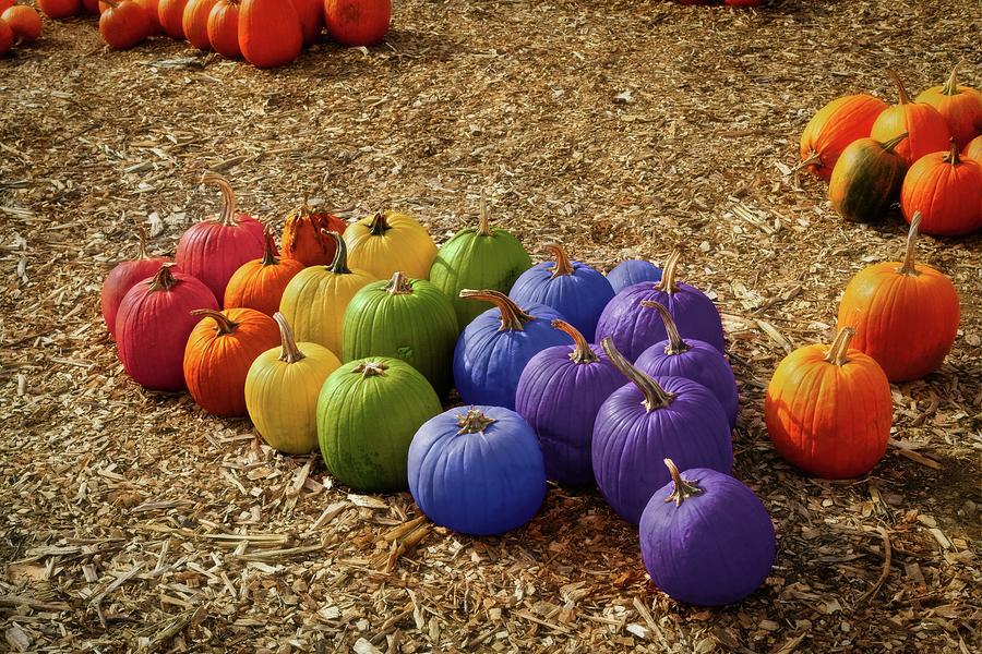 Pumpkin Photograph - Pride Pumpkins by Matthew Adelman Pumpkin Photograph - Pride Pumpkins by Matthew Adelman