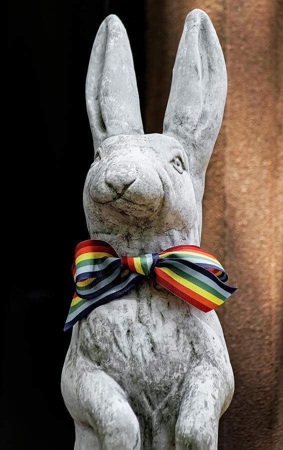 Pride Rabbit Photograph