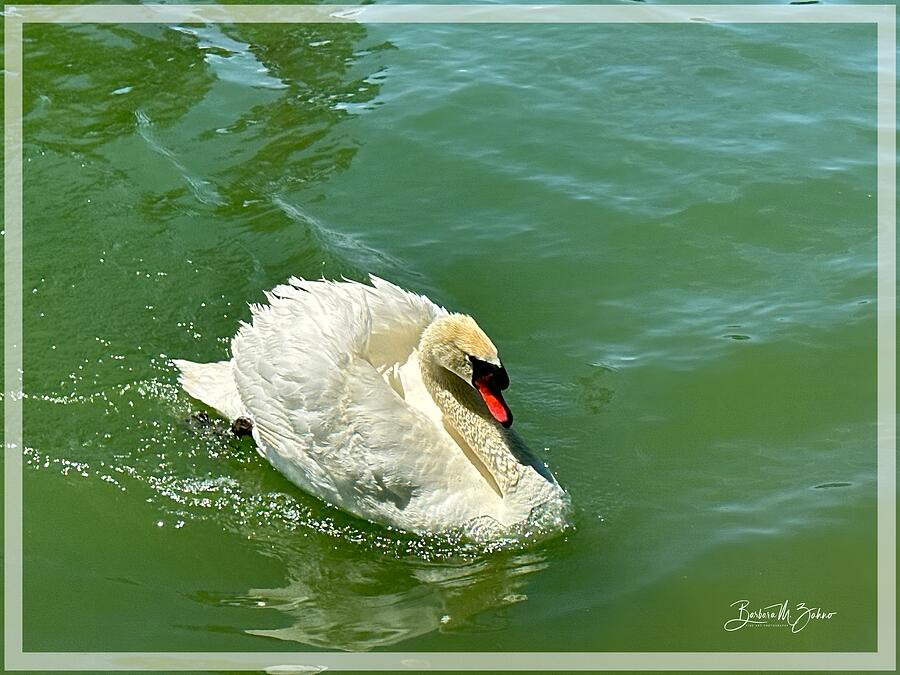Prideful Swan Photograph by Barbara Zahno