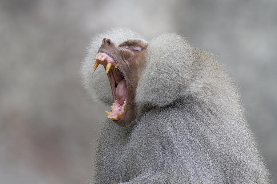 Primal Scream Hamadryas Baboon Photograph By Mark Kostich Pixels 