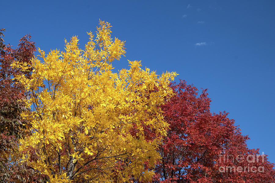 Autumn Photograph - Primary Colors by Nicki Hoffman Autumn Photograph - Primary Colors by Nicki Hoffman