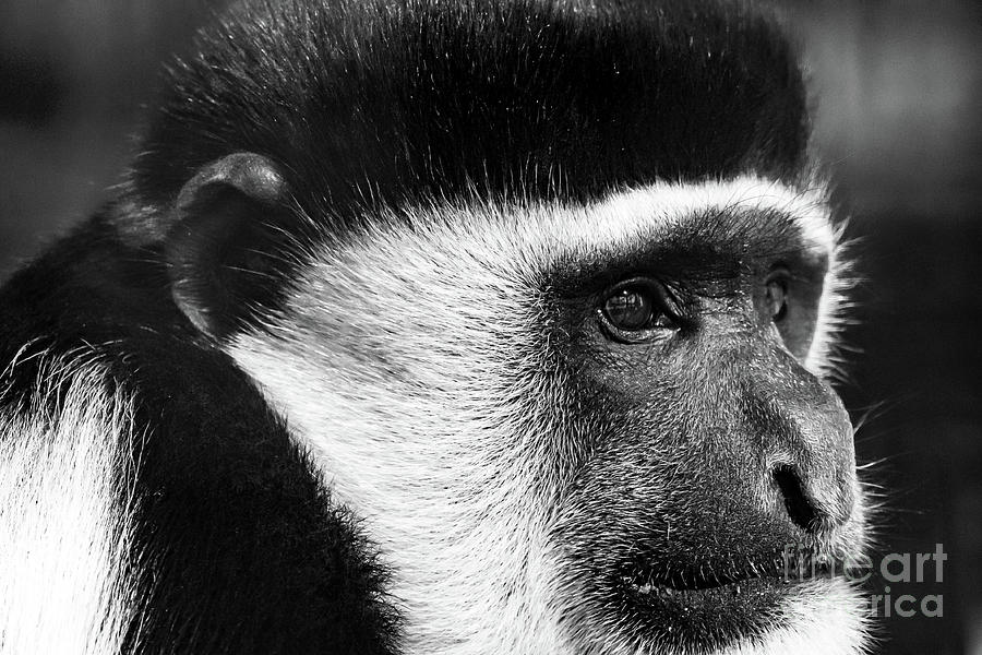 Primate Photograph by Nick Boren