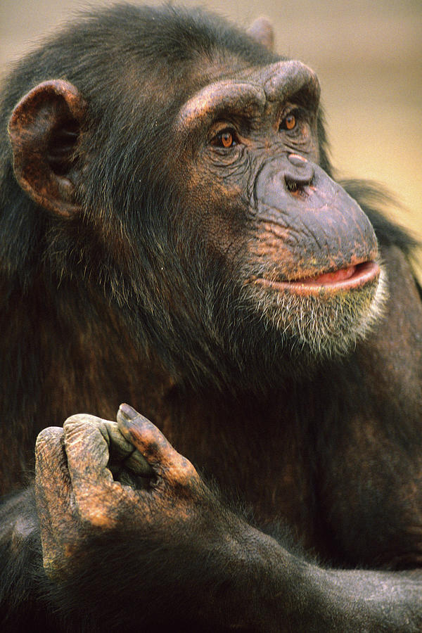 Primates Photograph by Tim Fitzharris - Fine Art America