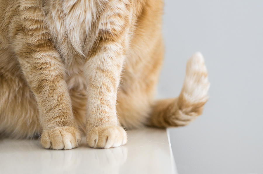 Primer plano de las patas de un gato Photograph by C.Aranega