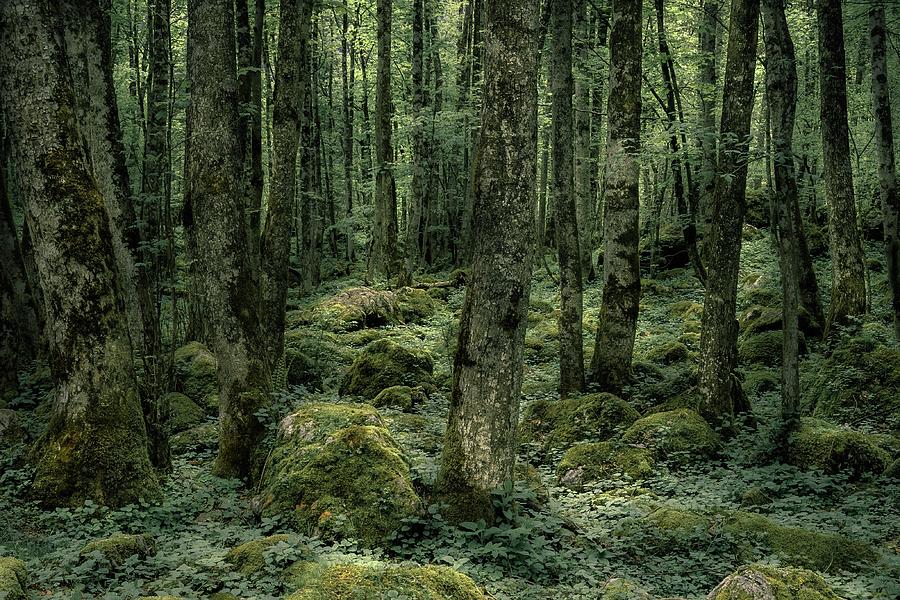 Primeval Forest Photograph by Alexander Kunz