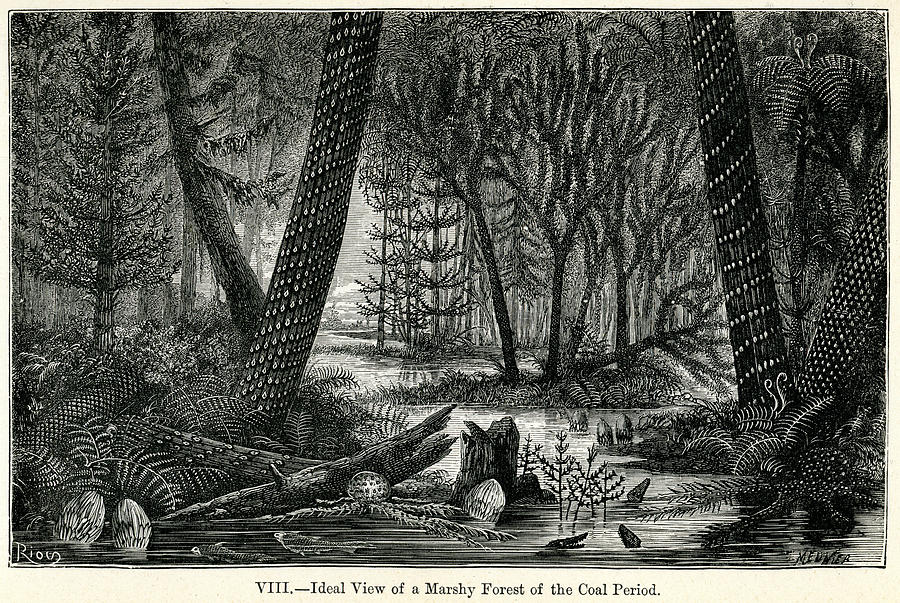 Primeval Forest Drawing by Duncan1890