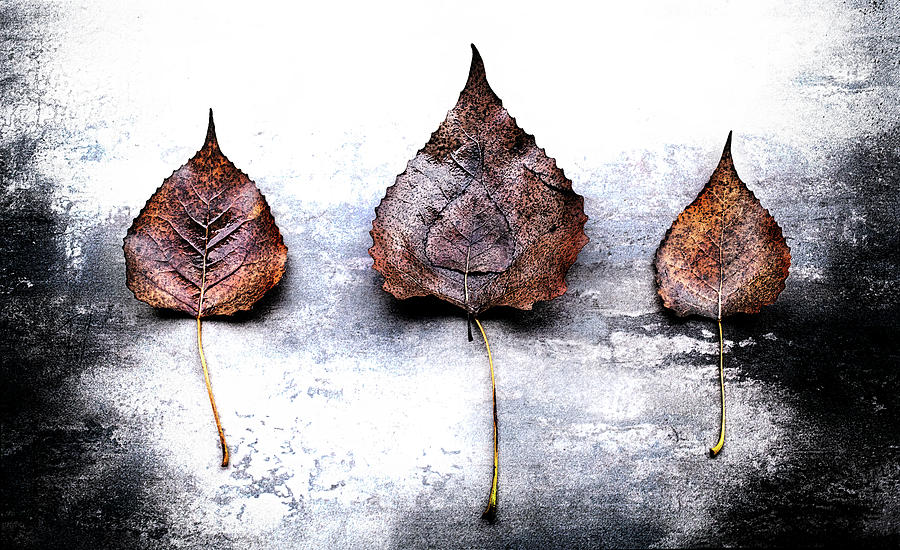 Primitive Leaves Horizontal Photograph by David Chasey