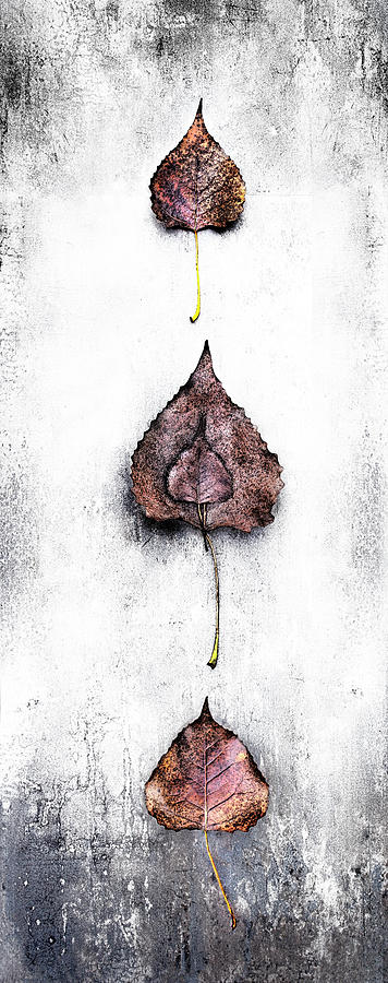 Primitive Leaves Vertical Photograph by David Chasey