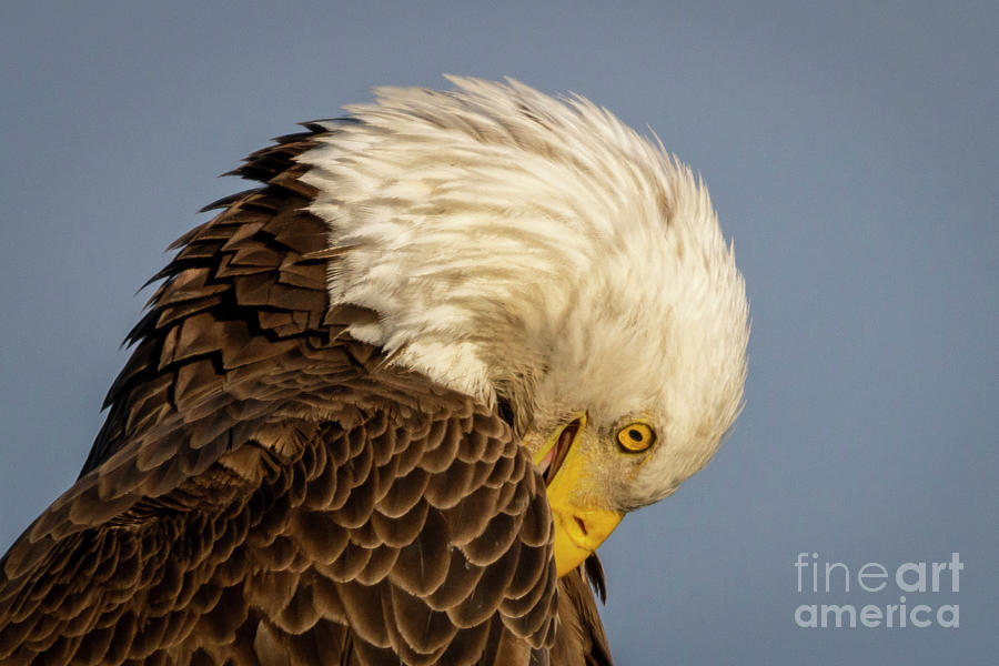 Primping and Preening Eagle Photograph by Tom Claud