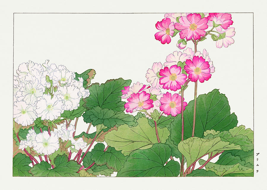 Primrose 2 - Ukiyo e art - Vintage Japanese woodblock art - Seiyo SOKA ZUFU by Tanigami Konan Digital Art by Studio Grafiikka