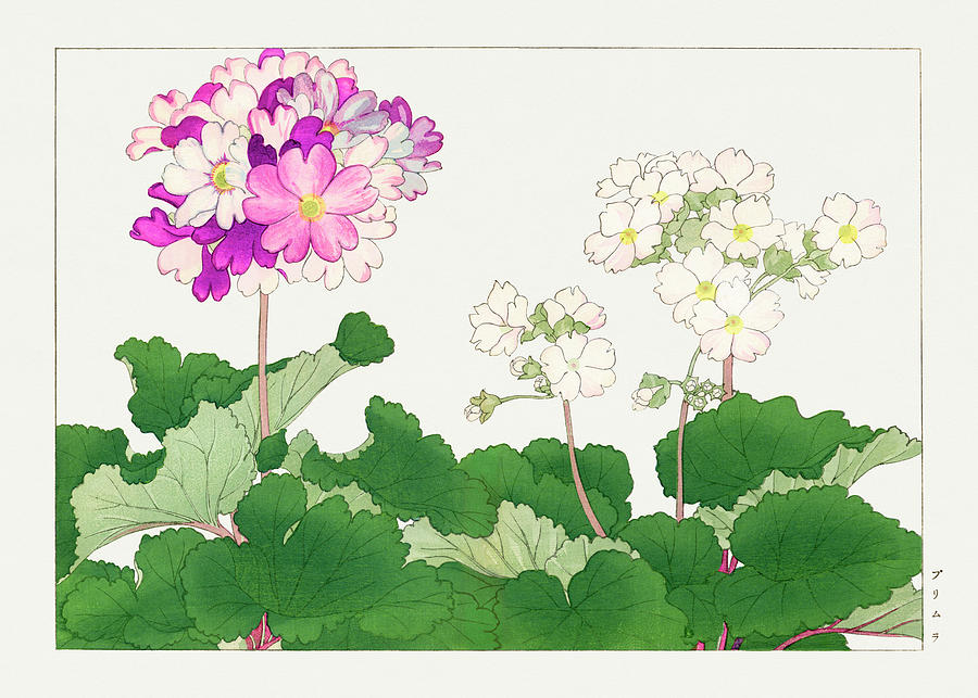 Primrose Flower - Ukiyo e art - Vintage Japanese woodblock art - Seiyo SOKA ZUFU by Tanigami Konan Digital Art by Studio Grafiikka