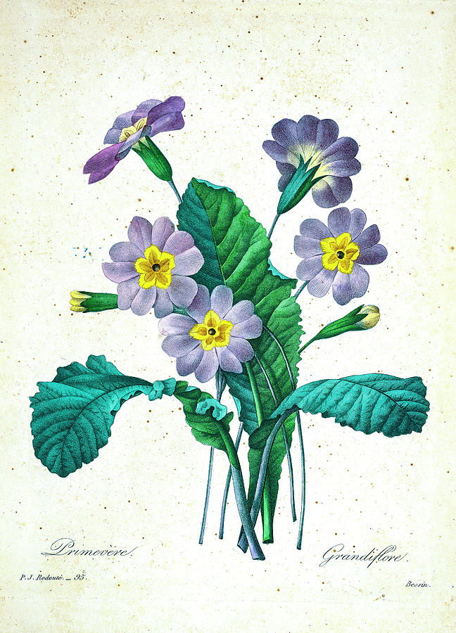 Primrose grandiflora illustration 1827 r1 Drawing by Botany Fine Art