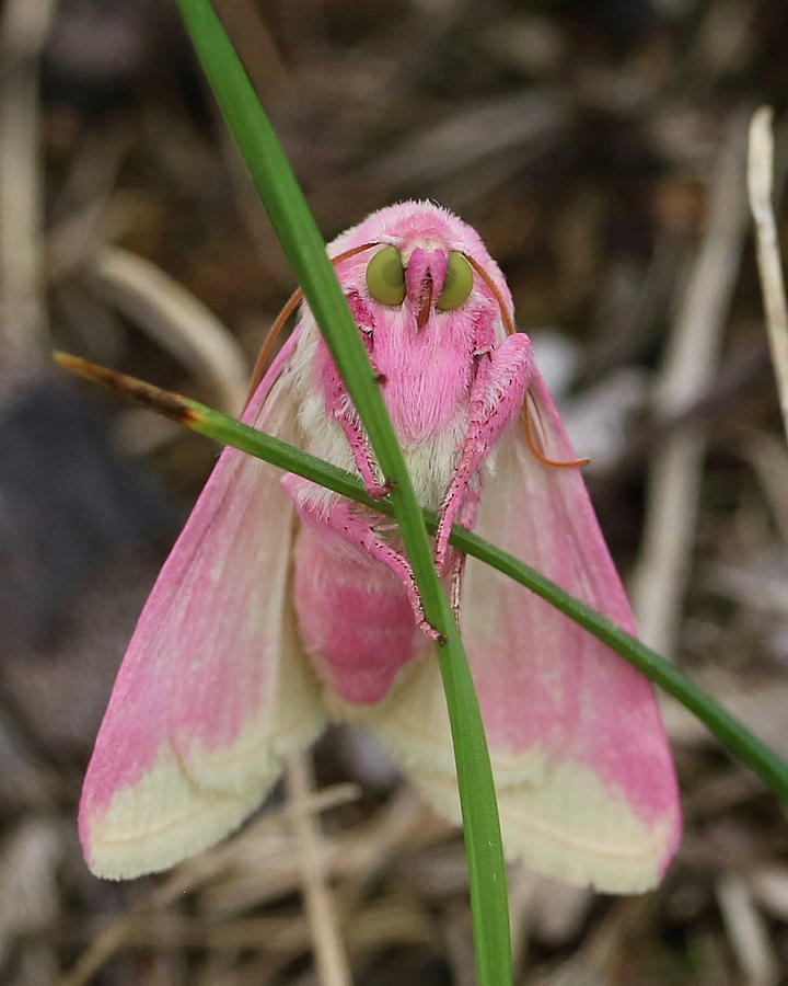 Primrose Moth Face Photograph by Doris Potter
