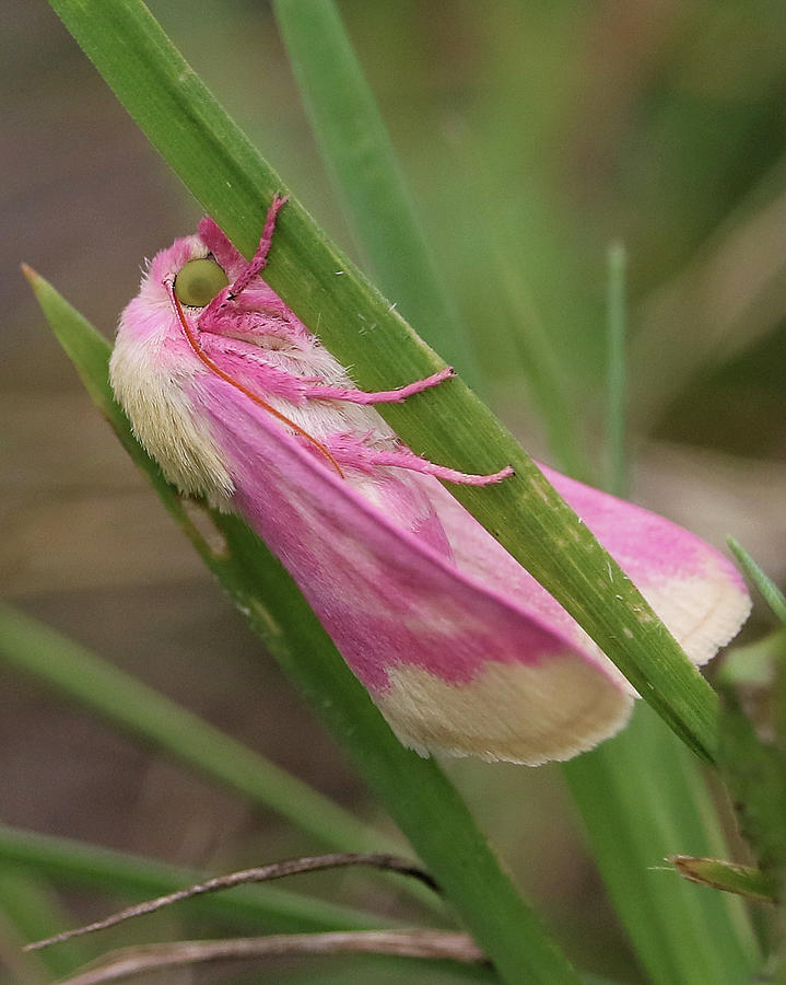 Primrose Moth profile Photograph by Doris Potter