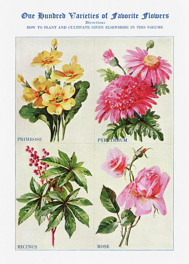Rose Digital Art - Primrose, pyrethrum, ricinus, rose, - Vintage Flower Illustration - The Open Door to Independence by Studio Grafiikka