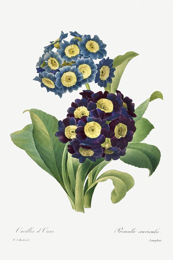 Vintage Painting - Primula Auricula 1827 by Pierre-Joseph Redoute and Henry Joseph Redoute by Les Classics