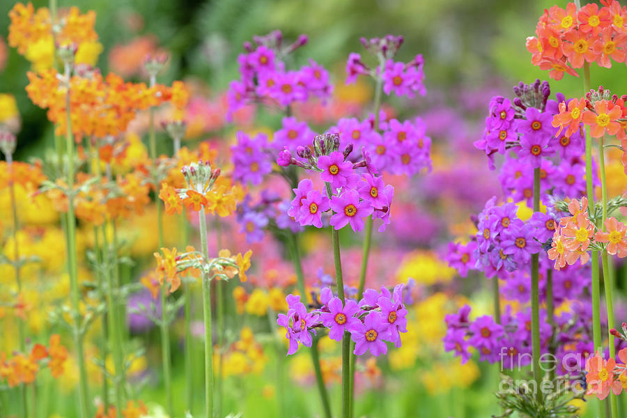 Primula Beesiana Flowers Photograph by Tim Gainey