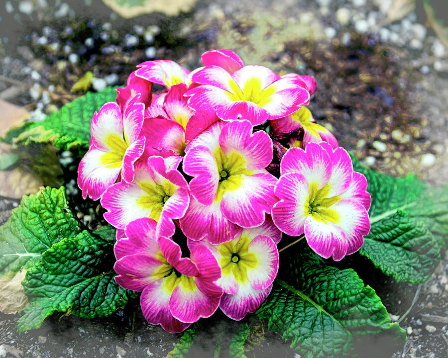 Primula Flower Bunch Photograph by William Havle