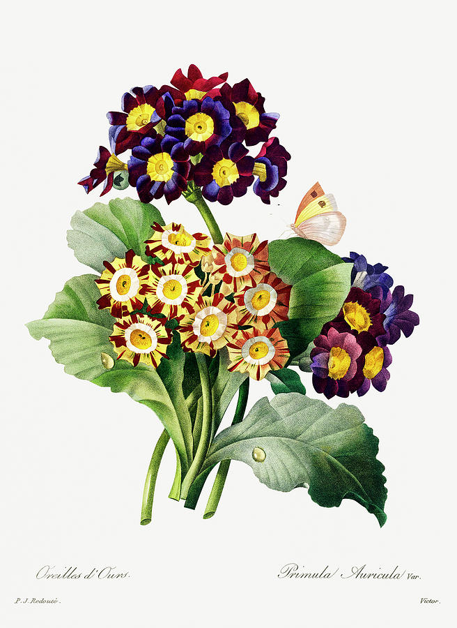 Primula Flowers Painting by World Art Collective