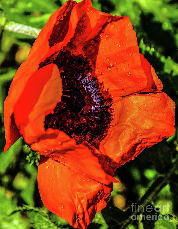 Poppy Photograph - Prince of Orange Oriental Poppy  by Cindy Treger