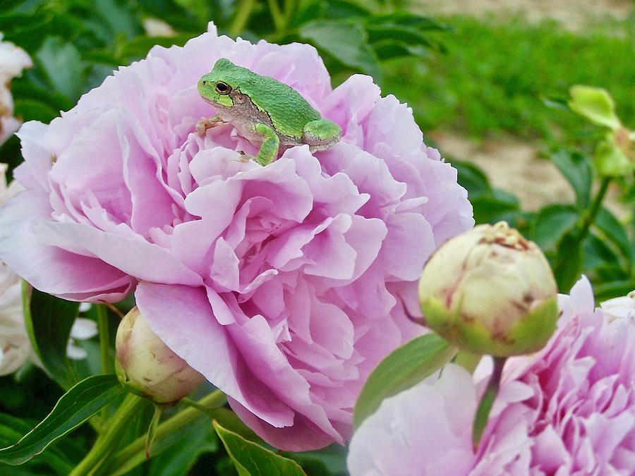 Frog Photograph - Prince of Peonies by Stephanie Weber
