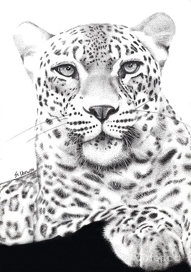 Prince of the Serengeti Drawing by Sheryl Unwin