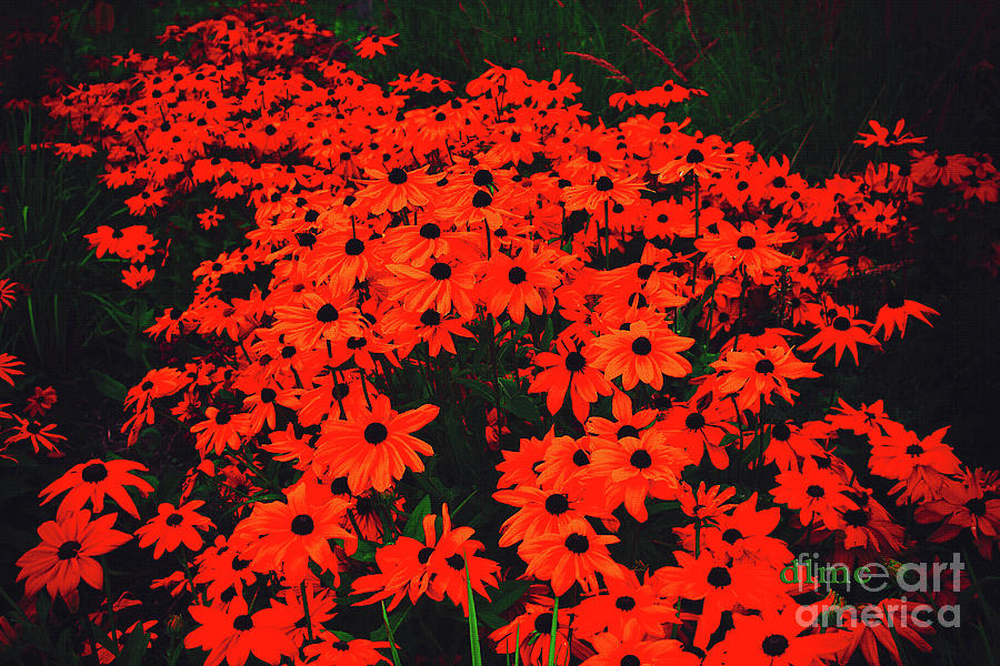 Princes Island Park Brown Eyed Susans Red Glow Photograph by Donna L Munro