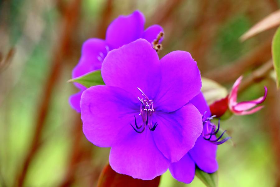 Princess Flower Photograph by MK Bergmann - Fine Art America