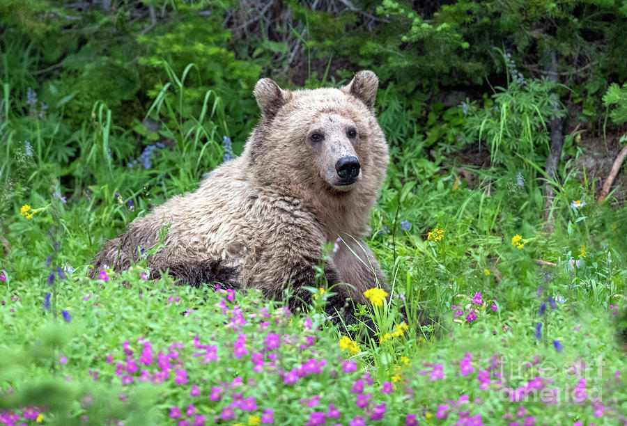 Princess Grizzly in Wildflowers Photograph by Deby Dixon