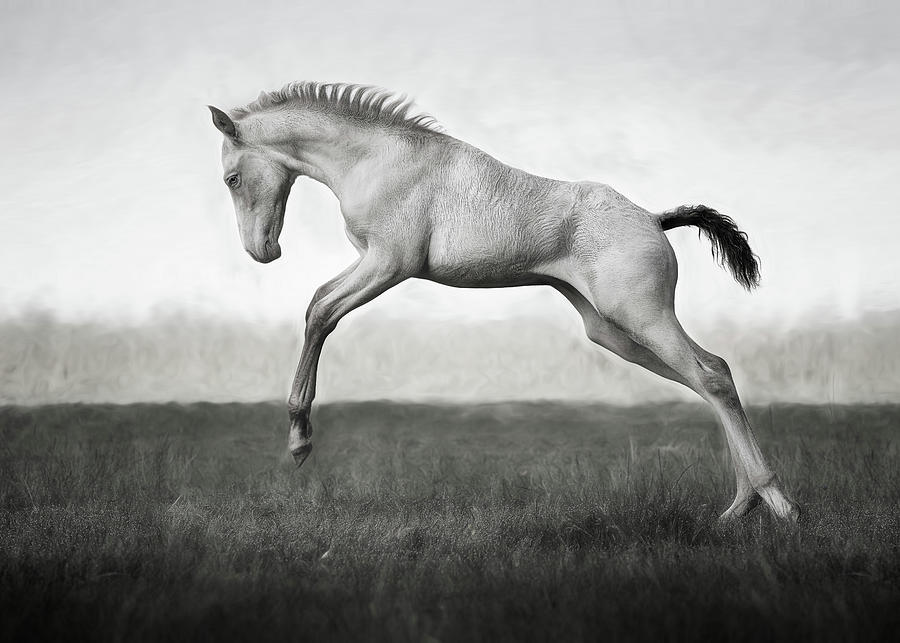Princess Leda II - Horse Art Photograph by Lisa Saint