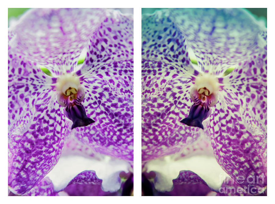 Princess Mikasa Blue Orchid Diptych Photograph by Tanya Owens
