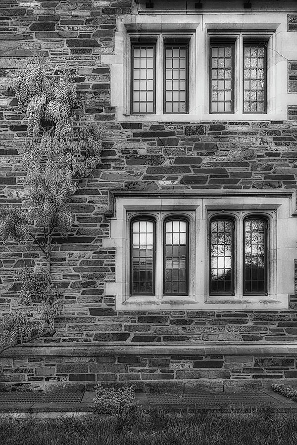 Princeton University Wisteria  BW Photograph by Susan Candelario