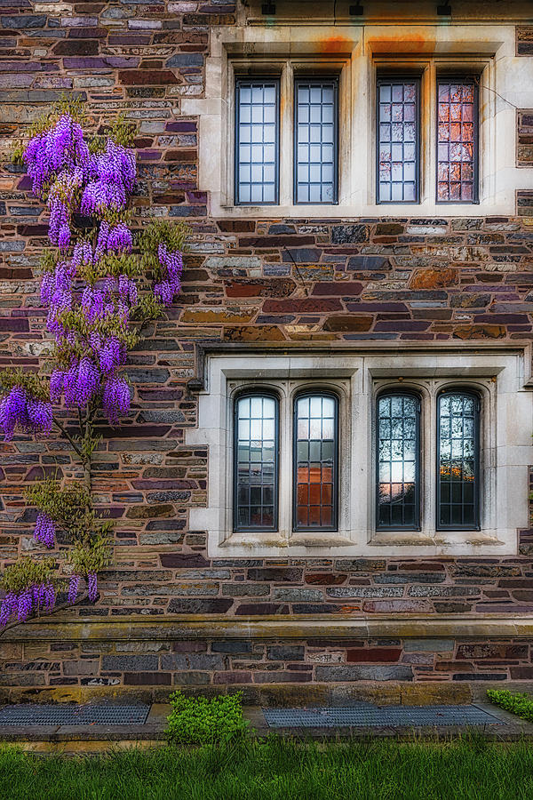 Princeton University Wisteria  Photograph by Susan Candelario