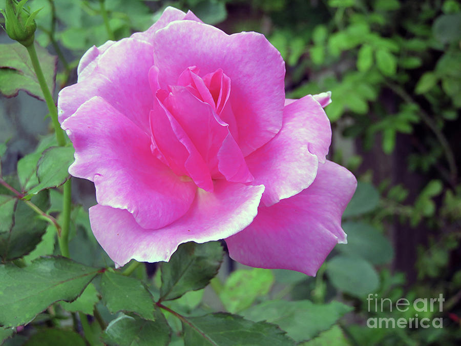 Prink Rose Photograph by Cindy Murphy