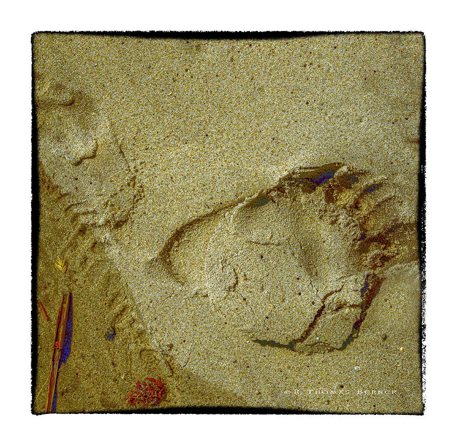 Print in Sand Photograph by R Thomas Berner