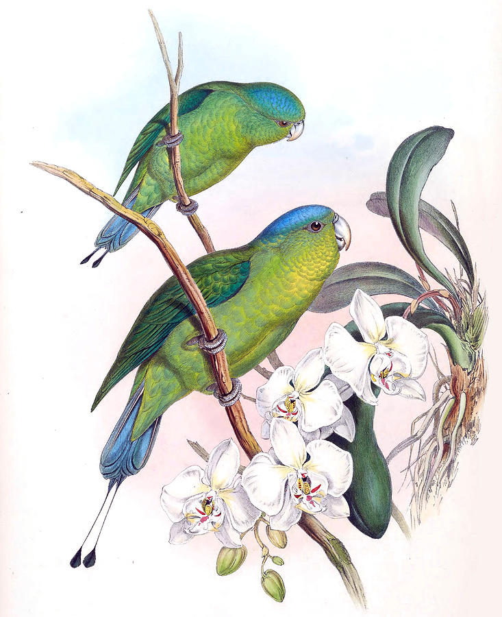 Prioniturus discurus Drawing by Henry Constantine Richter