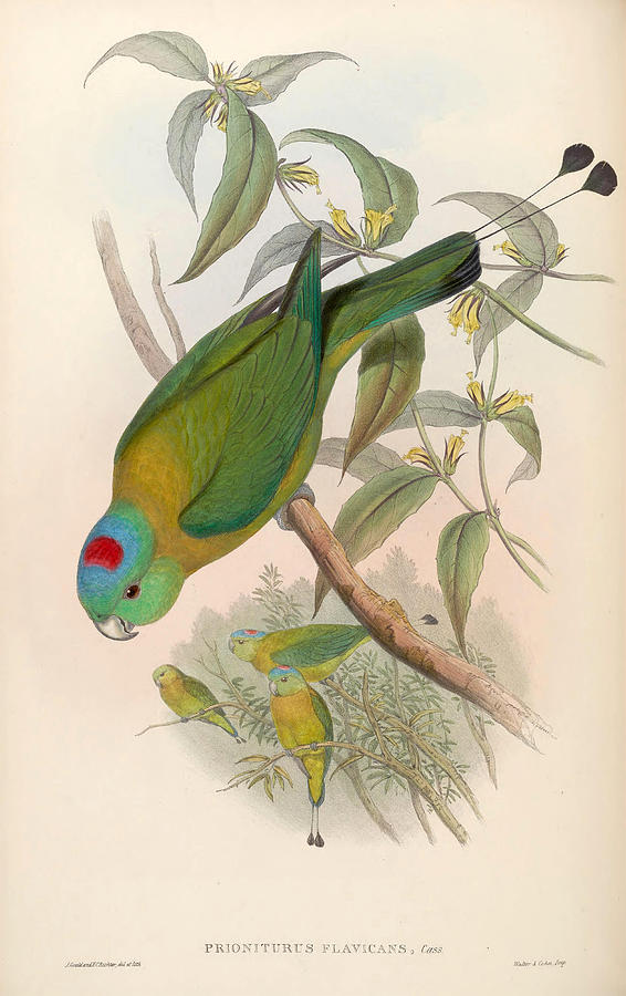 Prioniturus flavicans Drawing by Henry Constantine Richter