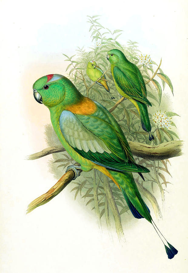 Prioniturus platurus Drawing by Henry Constantine Richter