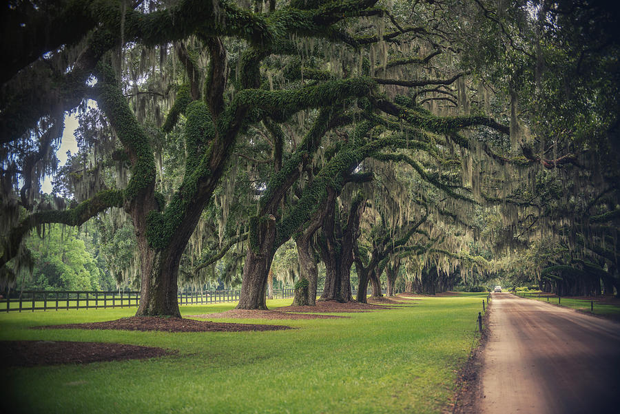 Pristine Boone Hall Photograph by Ray Devlin